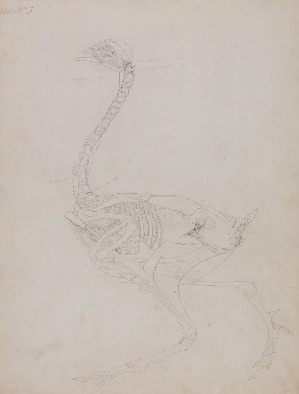 İnsan Vücudunun Yapısının Bir Kaplanın ve Bir Ko... by George Stubbs