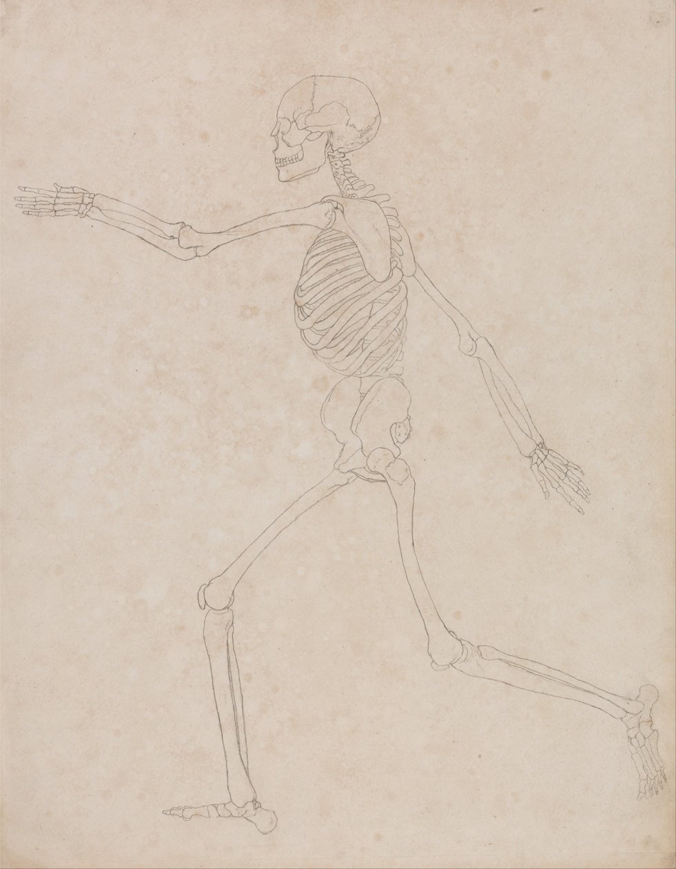 İnsan Vücudunun Yapısının Bir Kaplanın ve Bir Ko... by George Stubbs
