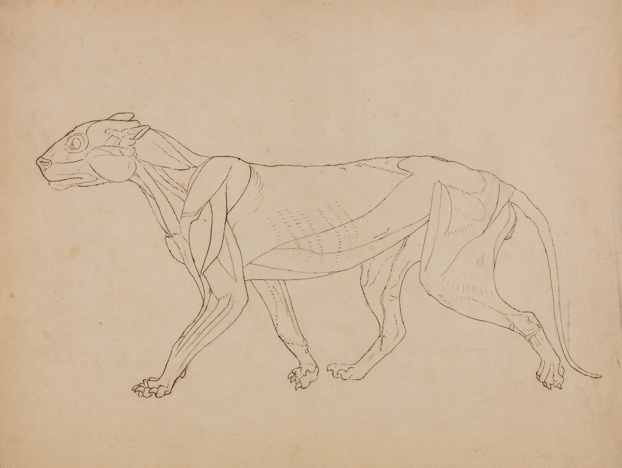 İnsan Vücudunun Yapısının Bir Kaplanın ve Bir Ko... by George Stubbs