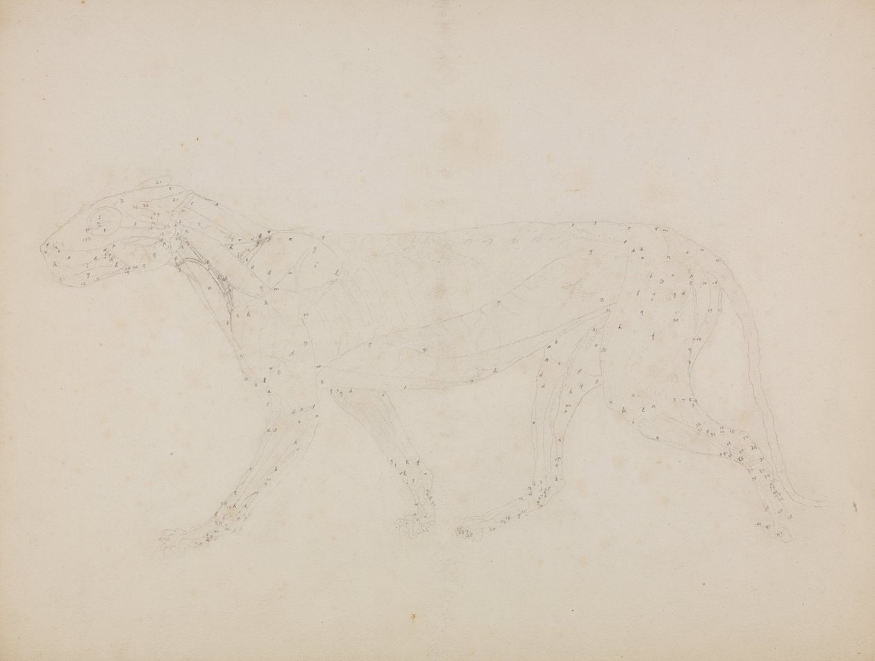 İnsan Vücudunun Yapısının Bir Kaplanın ve Bir Ko... by George Stubbs