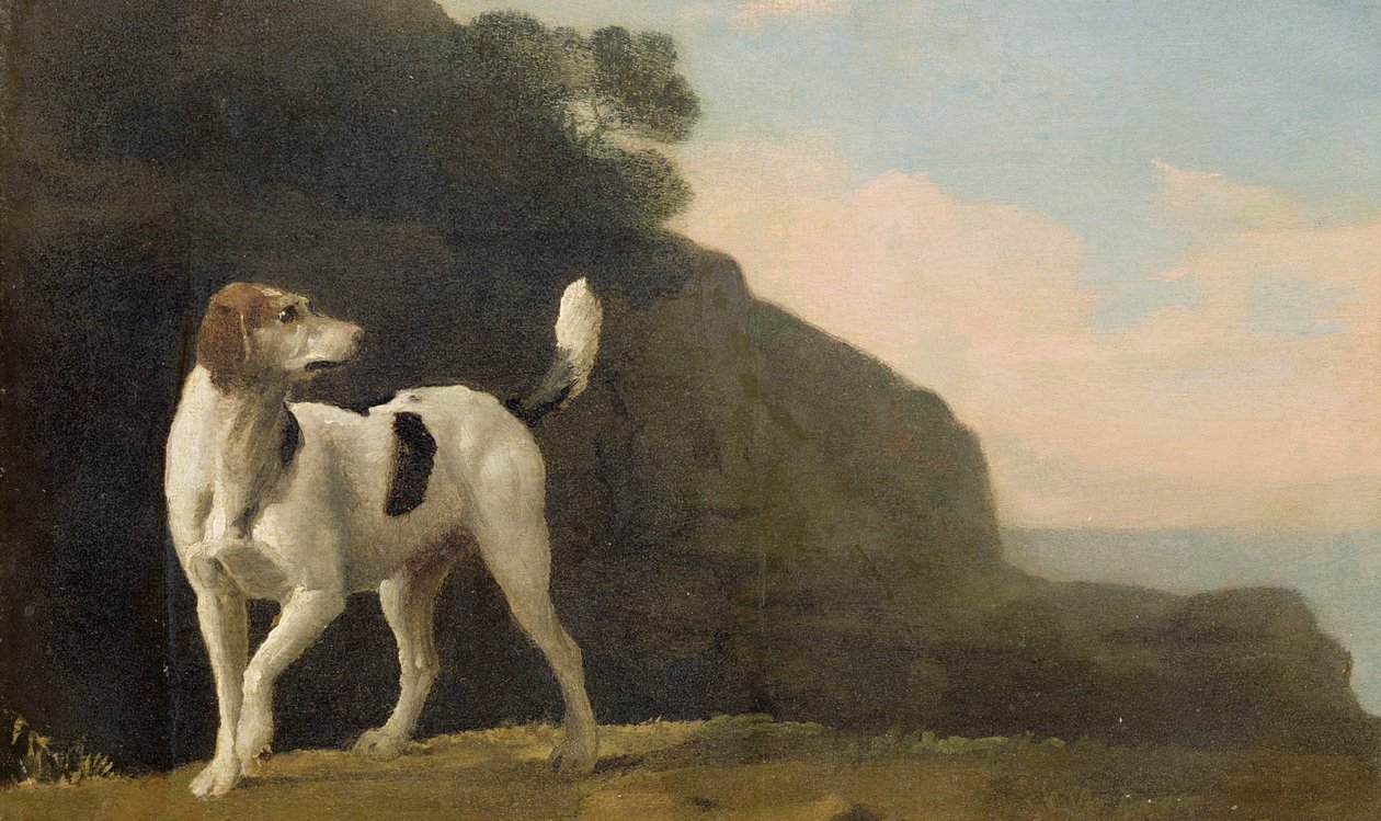 Bir Tilki Tazısı, c.1760 (gemiye serilmiş kağıt üzerine yağlı boya) by George Stubbs
