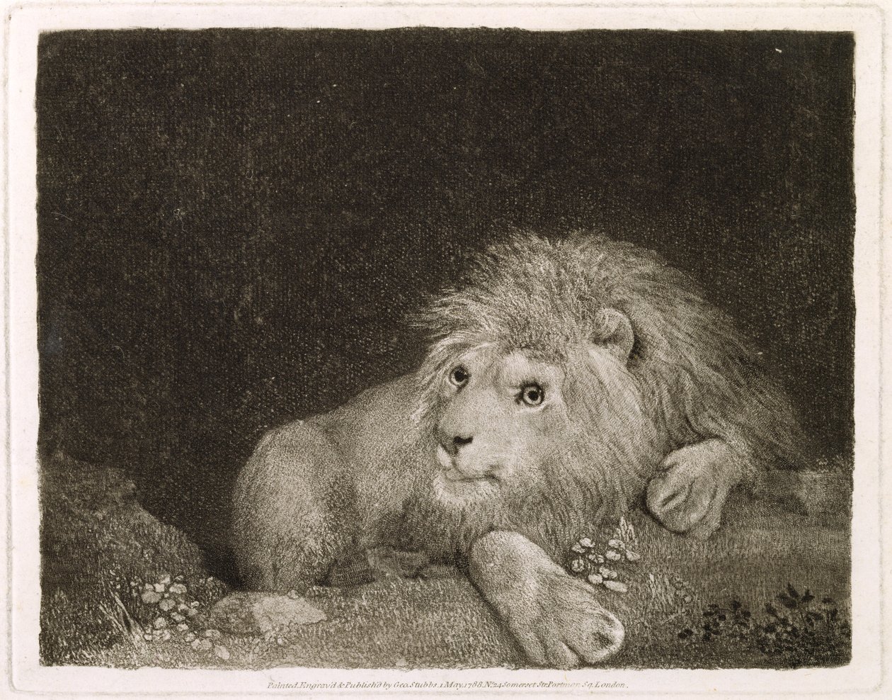 Sanatçı tarafından oyulmuş bir Aslan (Bir Yaslanmış Aslan), pub. 1788 by George Stubbs