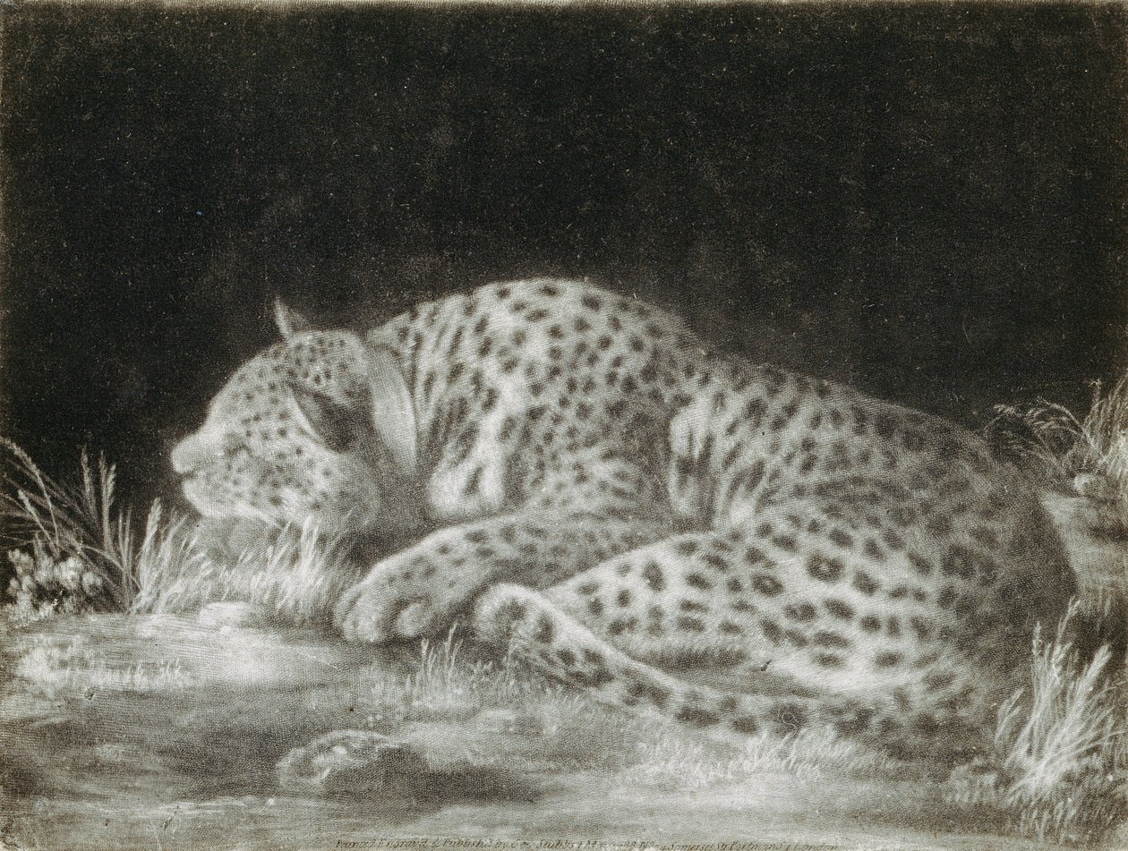 Bir Tyger (Uyuyan Bir Çita) (mezzotint) by George Stubbs