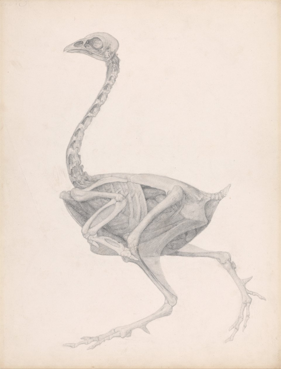 Bir devekuşunun insan vücudunun yapısının karşılaştırmalı bir anatomik anlatımı by George Stubbs