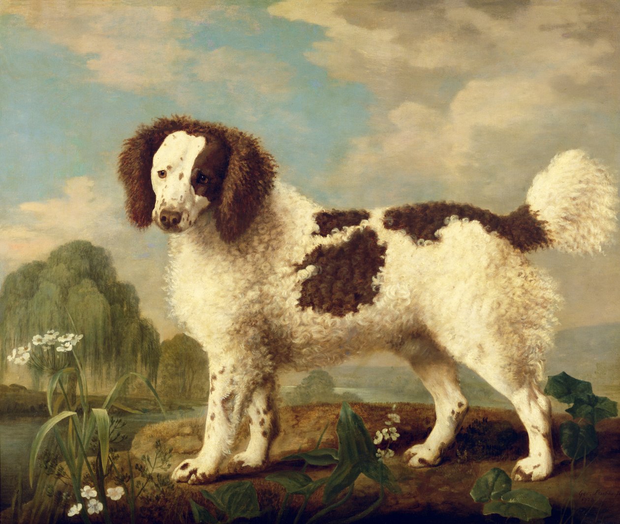 Kahverengi ve Beyaz Norfolk veya Su Spaniel, 1778 by George Stubbs