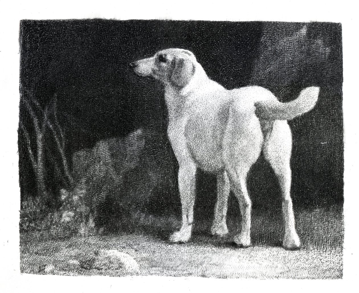 Köpek, 1788 by George Stubbs