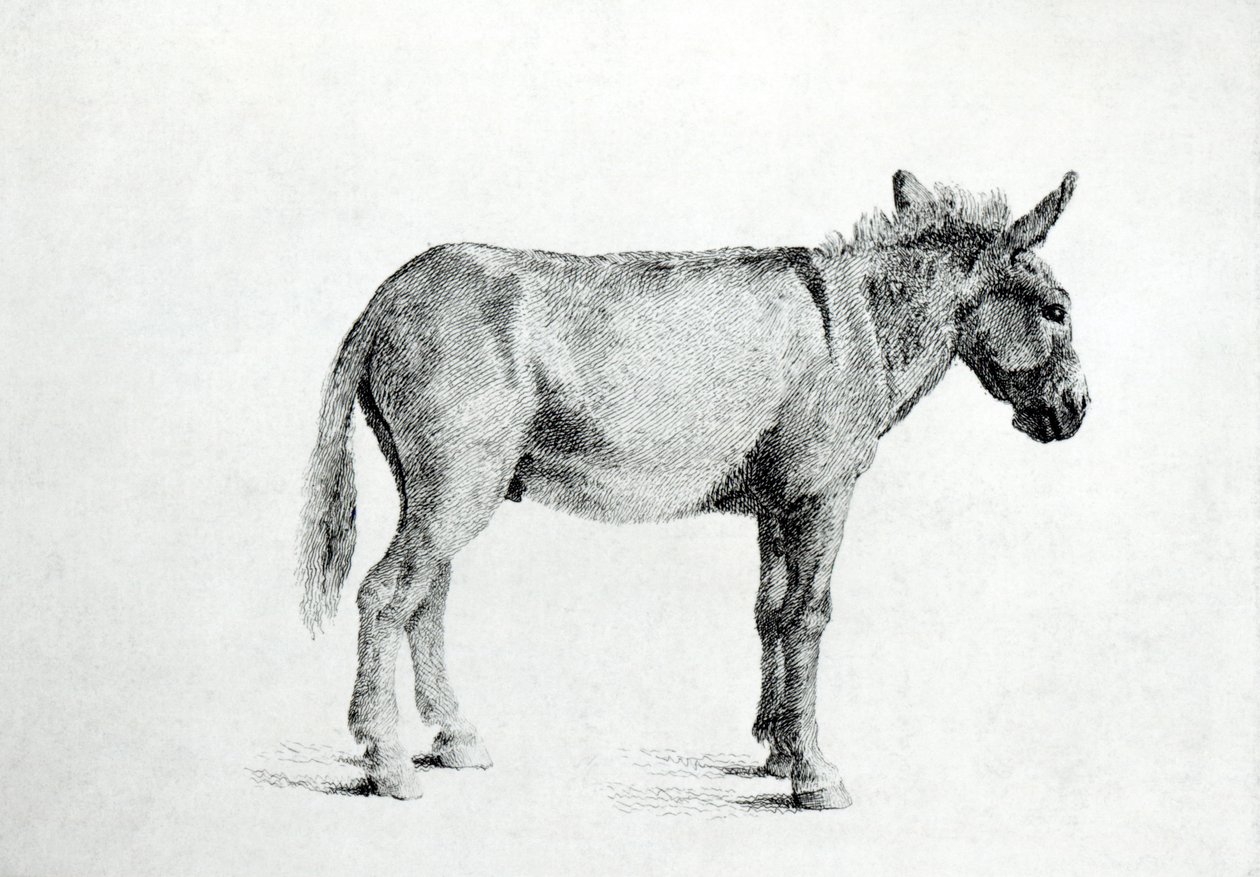 Eşek 1766 (kağıt üzerine kalem ve mürekkep) by George Stubbs