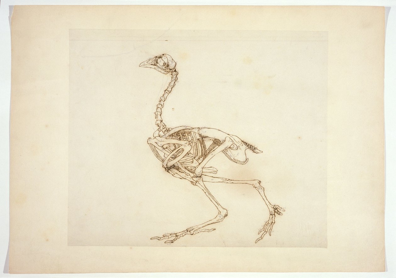 Dorking Tavuk İskeleti, Yandan Görünüm, 