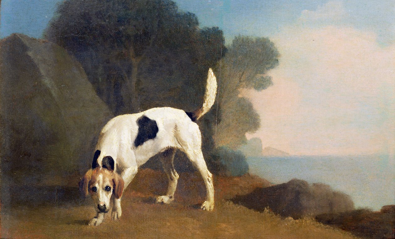 Foxhound on the Scent, c.1760 (gemiye serilmiş kağıt üzerine yağ) by George Stubbs