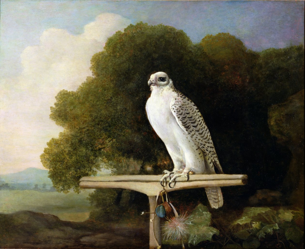 Grönland Şahini (Gri Şahin), 1780 by George Stubbs