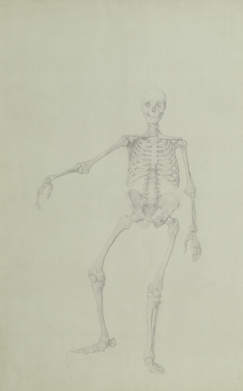 İnsan İskeleti, Önden Görünüm, Sağ Kol Uzanmış, 