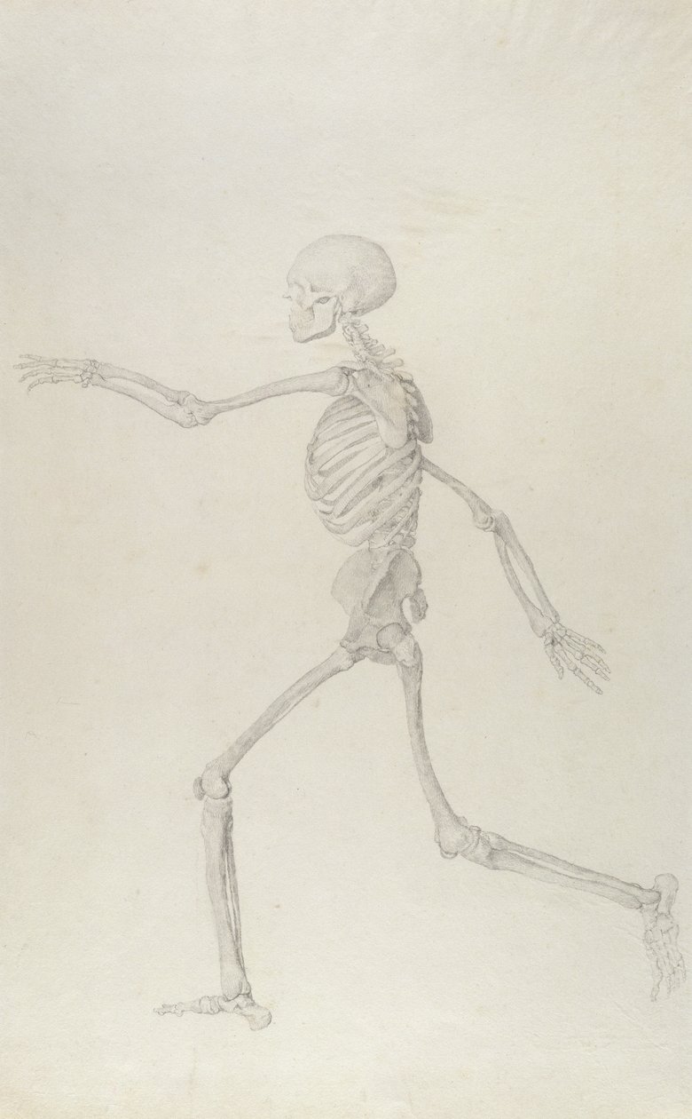 İnsan İskeleti, Soldan Görülen Yanal Görünüm, Koşma, 