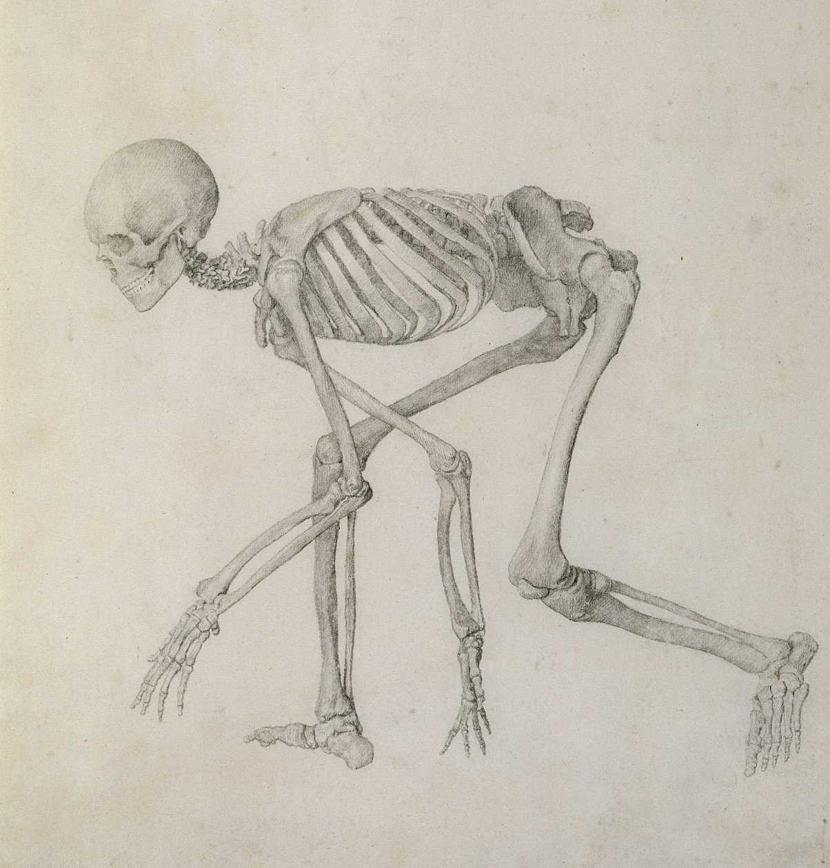 Human Skeleton: Lateral view in Crouching Posture, from the series 