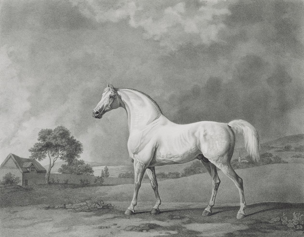 Mambrino, George Townley Stubbs (1756-1815) pub tarafından oyulmuş. 1794 by George Stubbs