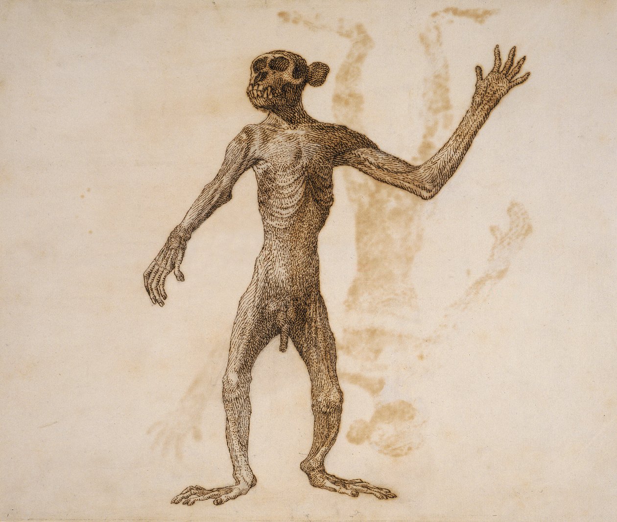 Ayakta duran maymun, önden görünüm (kağıt üzerinde grafit üzerine kalem ve mürekkep) by George Stubbs