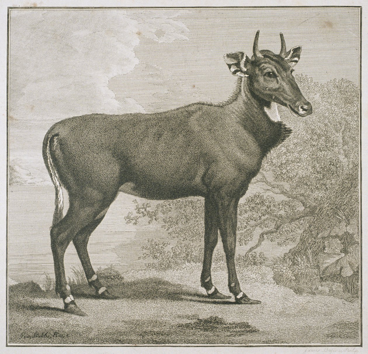 James Basire (1730-1802) tarafından oyulmuş Nyl-ghan Plakası by George Stubbs