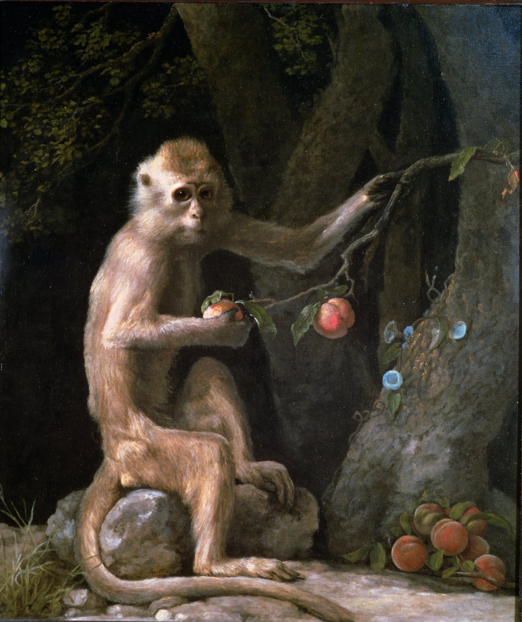 1774 tarihli Maymun Portresi by George Stubbs