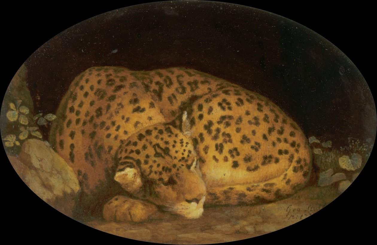 Uyuyan leopar by George Stubbs