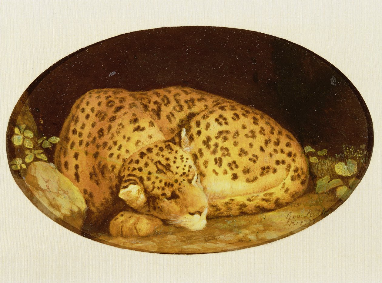 Sleeping Leopard, 1777 (enamel on Wedgwood biscuit earthenware) by George Stubbs