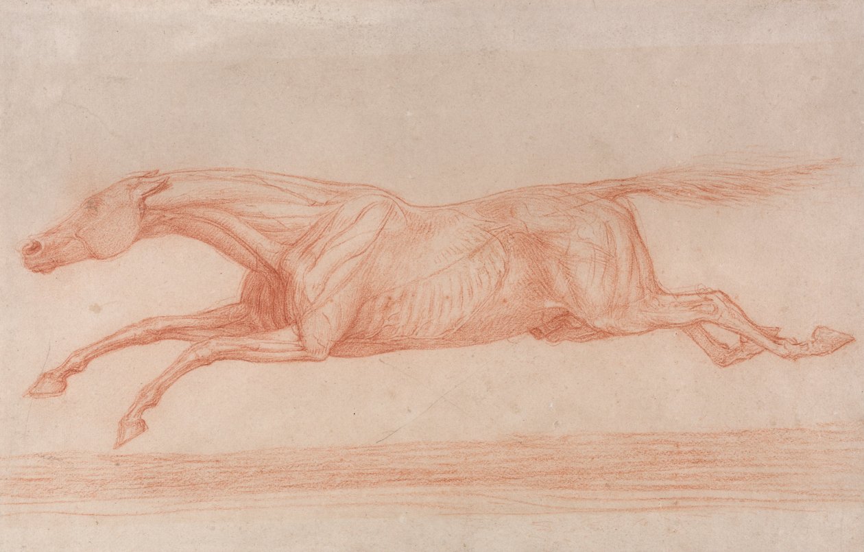 Aksiyonda Bir Yarış Atının Çalışması - Dörtnala Sola Dönen, Derisi Yüzülmüş Deri ile Yarı Anatomik Bir Çalışma... by George Stubbs