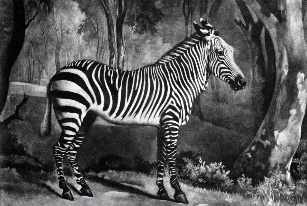 The Sebra, or Wild Ass, engraved by George Townley Stubbs, 1771 (mezzotint) by George Stubbs