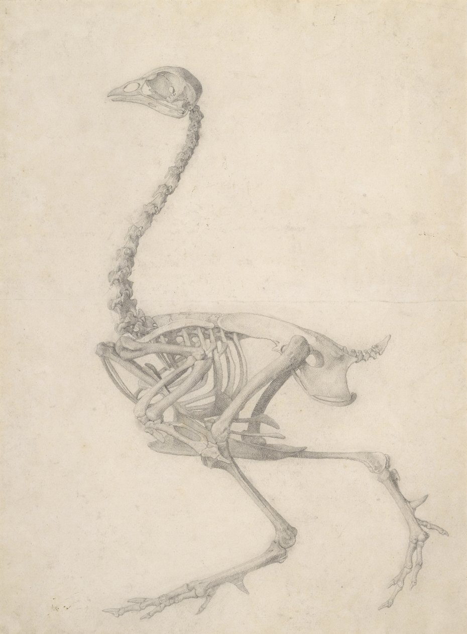 Bir Tavuğun İskeleti, 