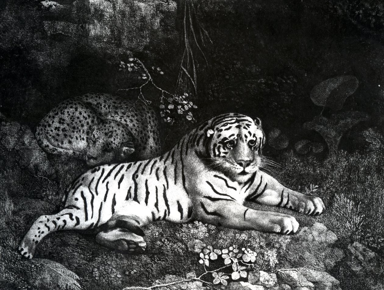 İki Kaplan, 1788 by George Stubbs