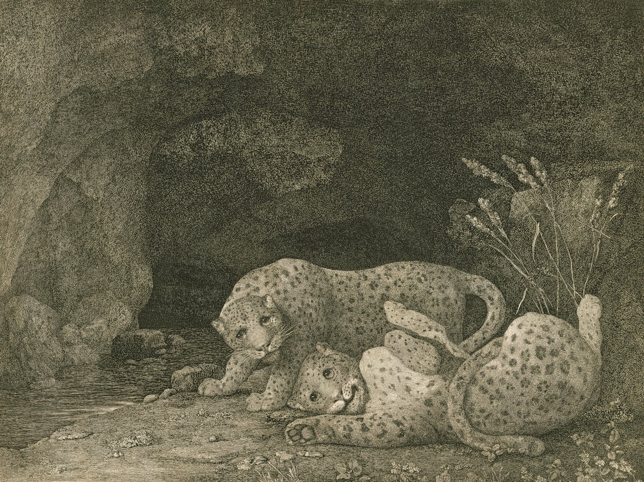 Tygers at Play, sanatçı tarafından oyulmuş, pub. 1789 by George Stubbs