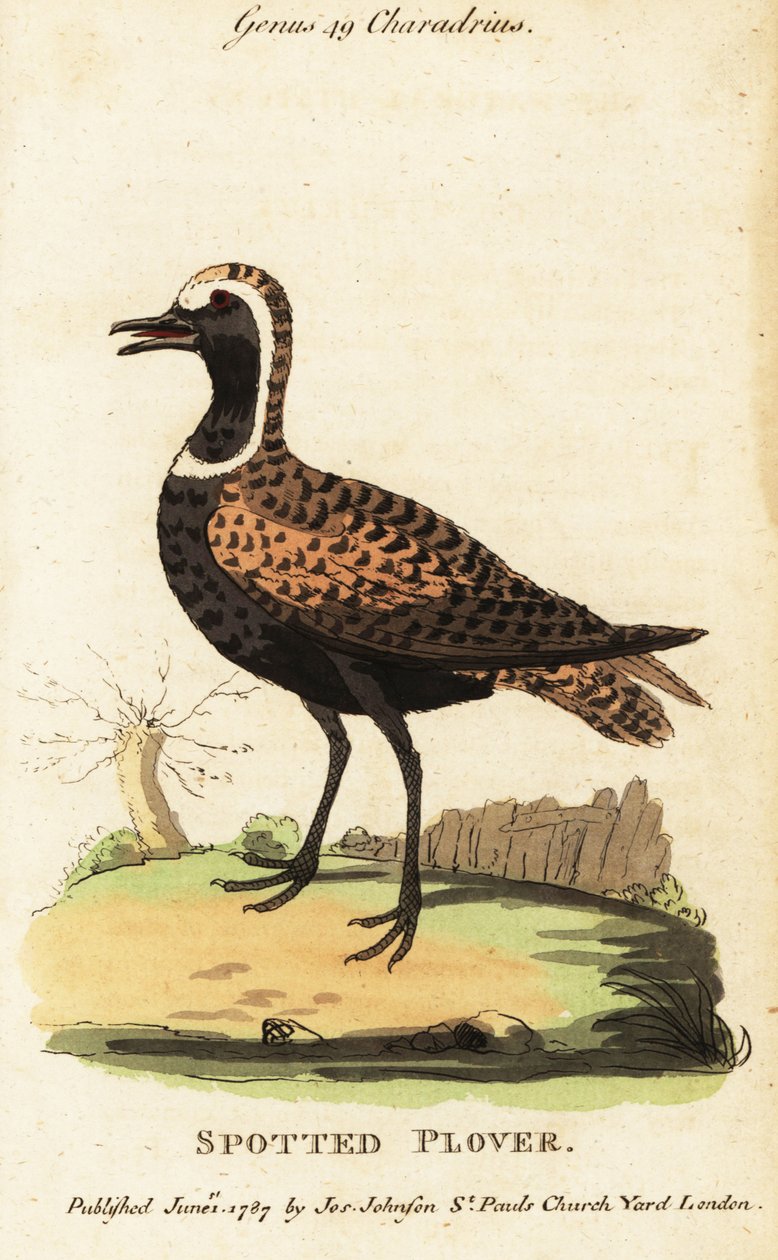 Amerikan altın cılıbıt veya benekli cılıbıt, Pluvialis dominica by George (after) Edwards