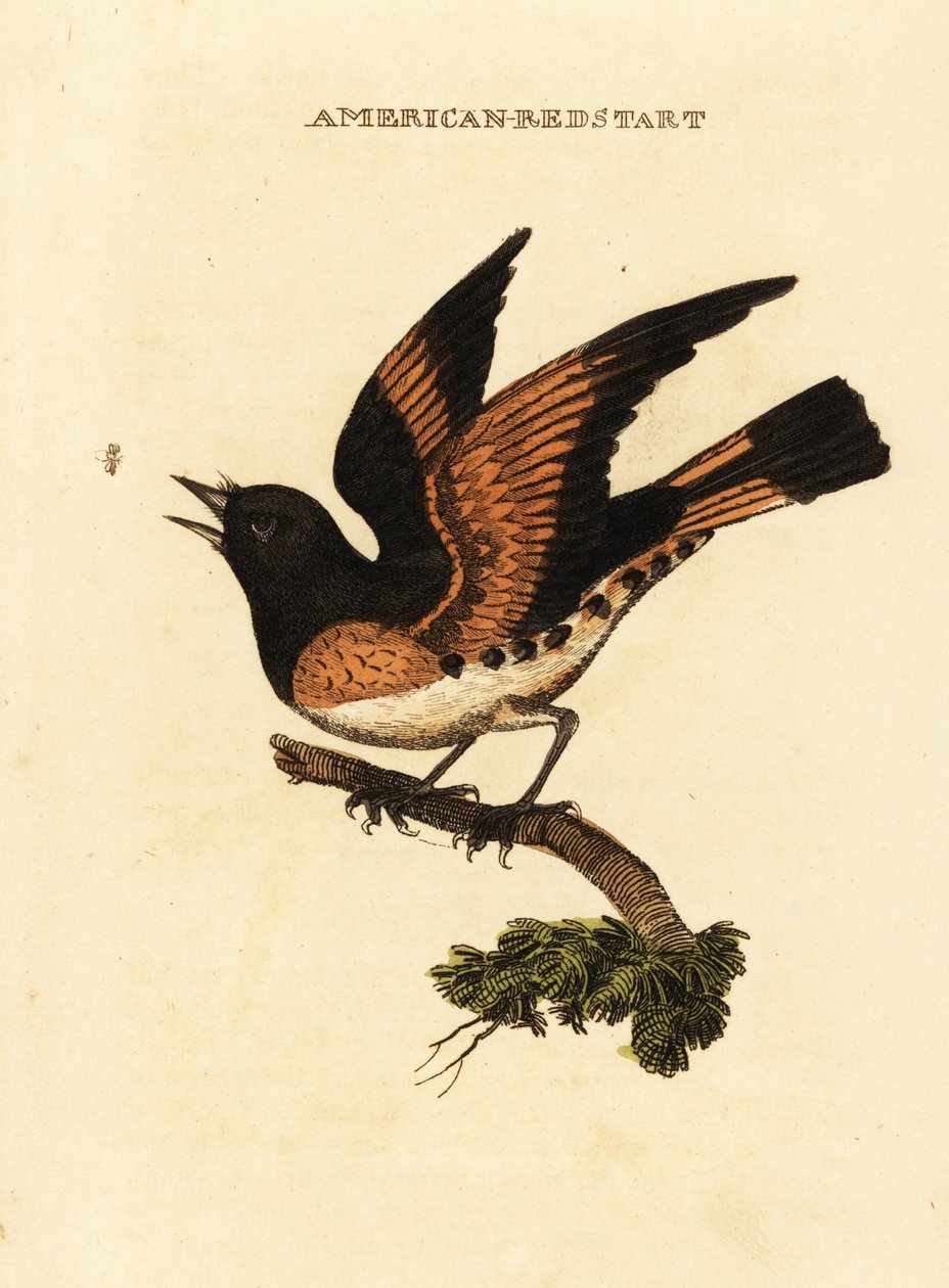 Amerikan kızılkuyu, Setophaga ruticilla by George (after) Edwards