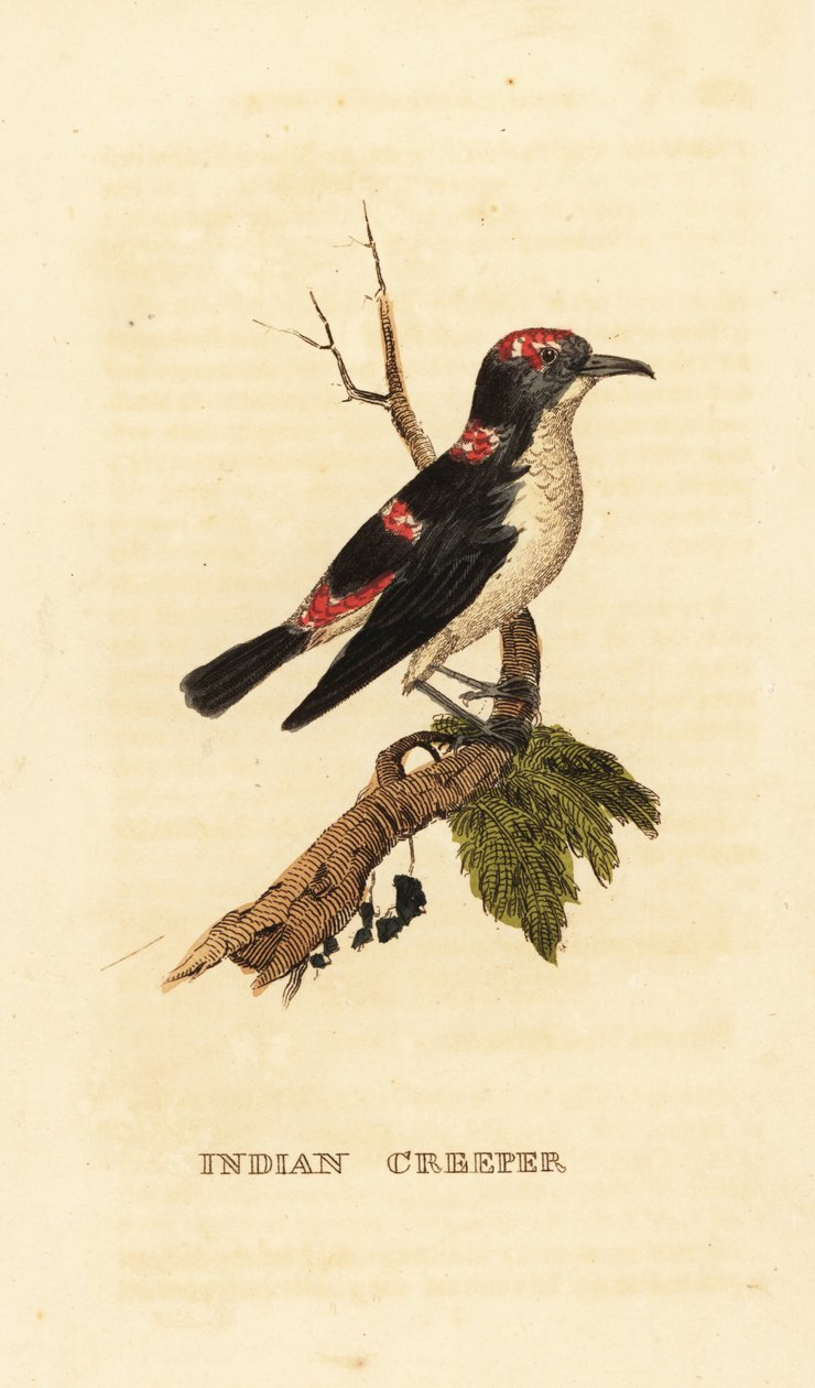 Amerikan ağaç sarmaşığı veya kahverengi sarmaşık, Certhia americana by George (after) Edwards