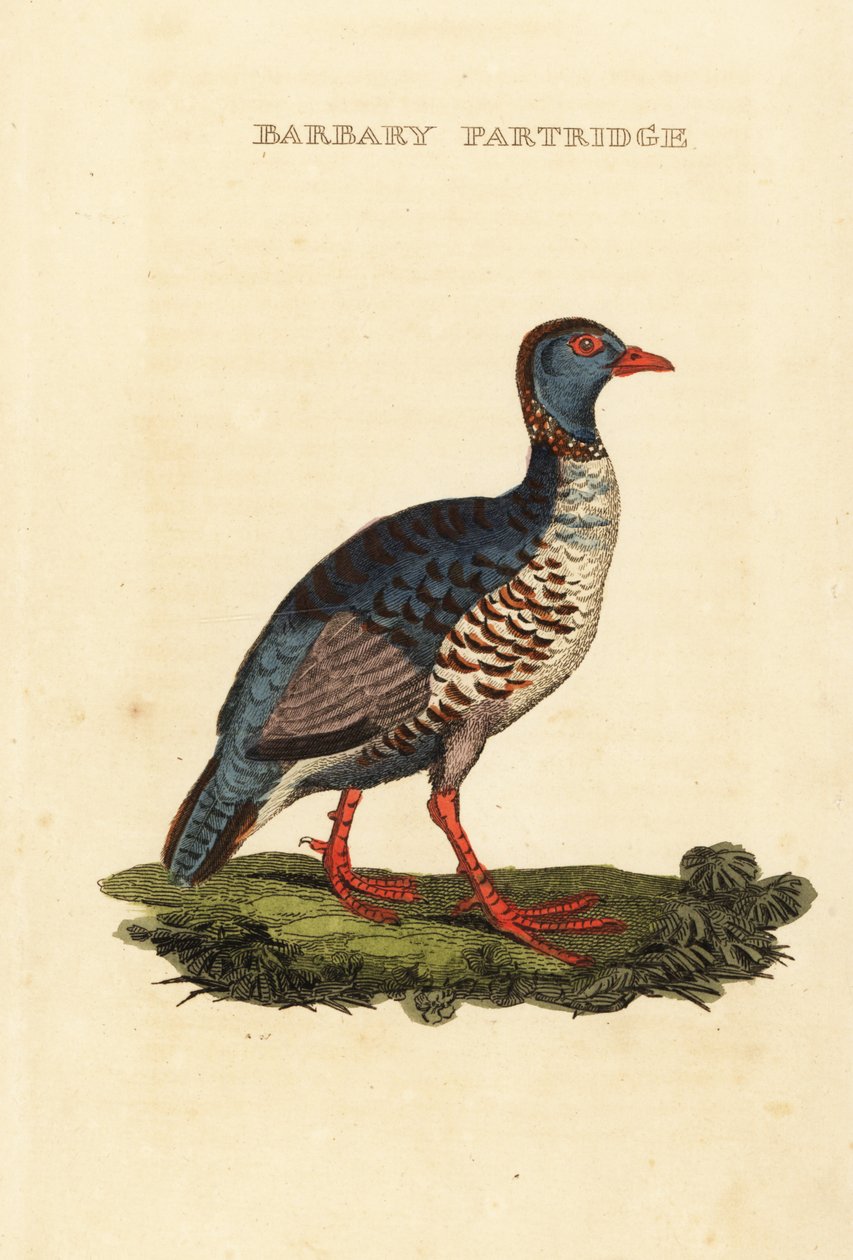 Barbary kekliği, Alectoris barbara by George (after) Edwards