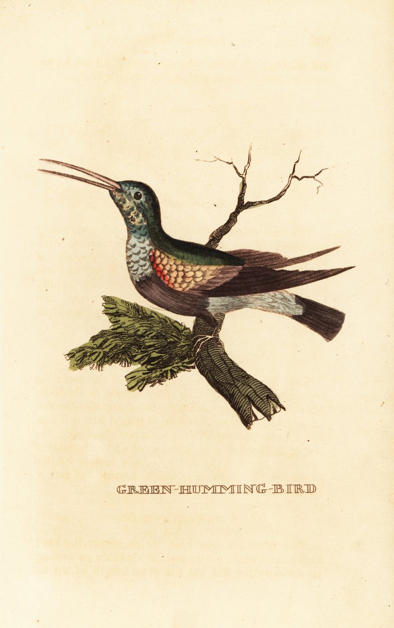 Kara karınlı sinek kuşu, Eupherusa nigriventris, dişi by George (after) Edwards