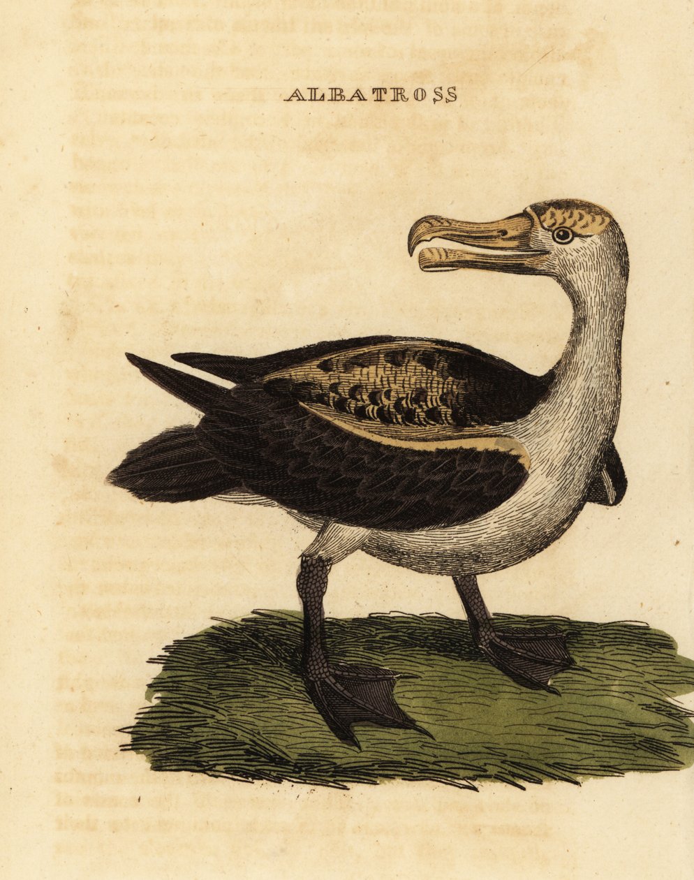 Kara kaşlı albatros, Thalassarche melanophris by George (after) Edwards