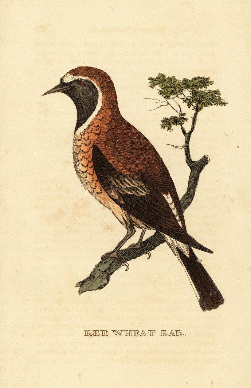 Kara kulaklı başak biçimi, Oenanthe hispanica stapazina by George (after) Edwards
