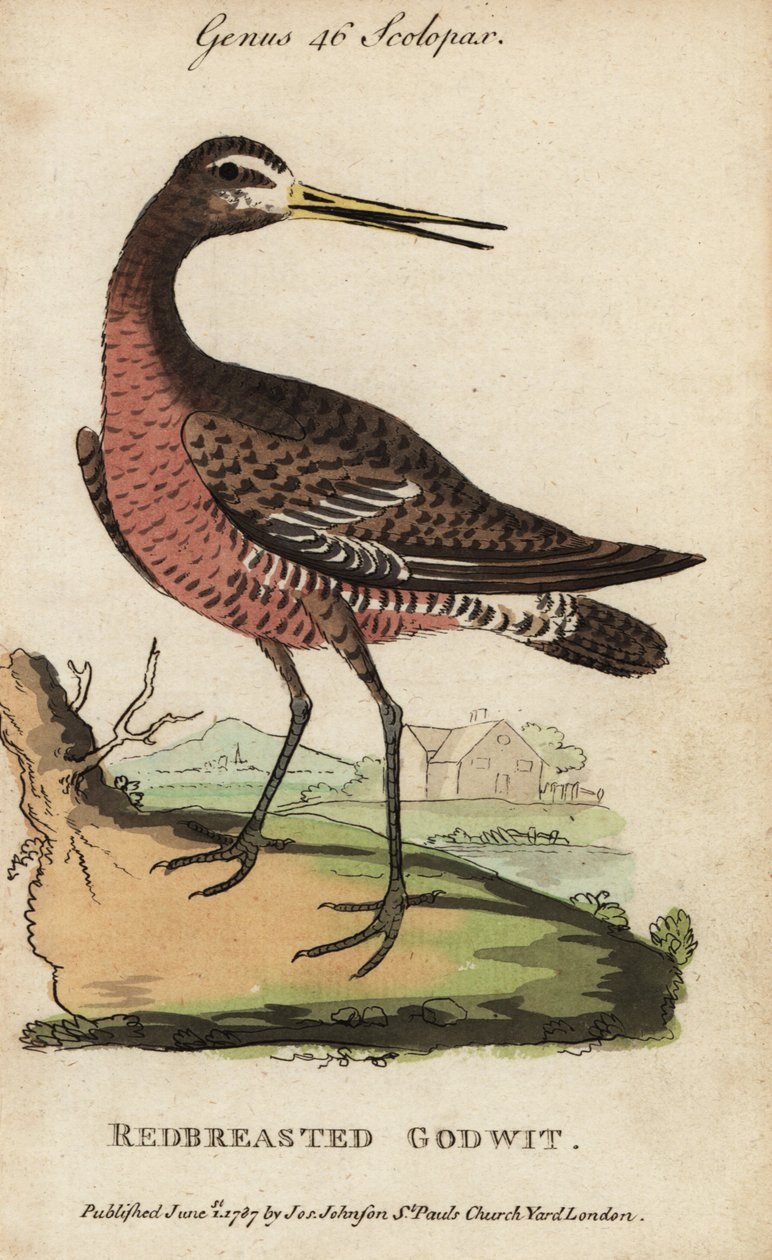 Kara kuyruklu tanrı zekası veya kırmızı göğüslü tanrı zekası, Limosa limosa by George (after) Edwards
