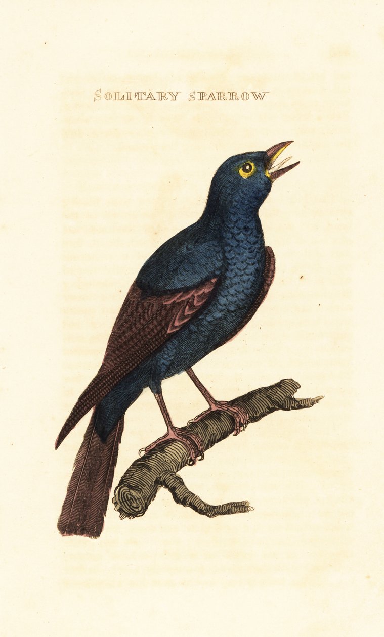 Mavi kaya ardıç kuşu, Monticola solitarius by George (after) Edwards