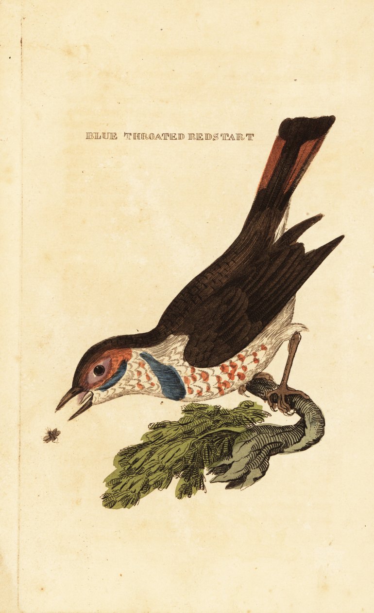 Bluethroat, Luscinia svecica by George (after) Edwards
