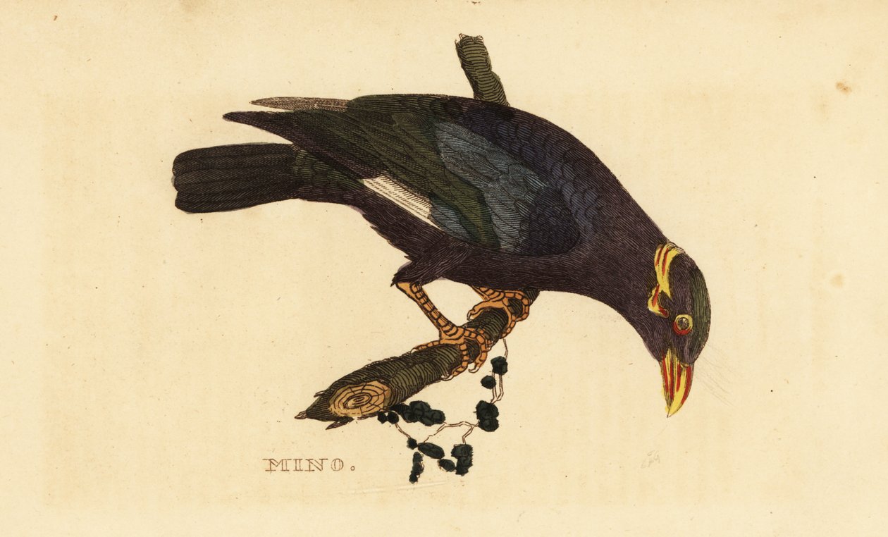Yakalı myna, Acridotheres albocinctus by George (after) Edwards