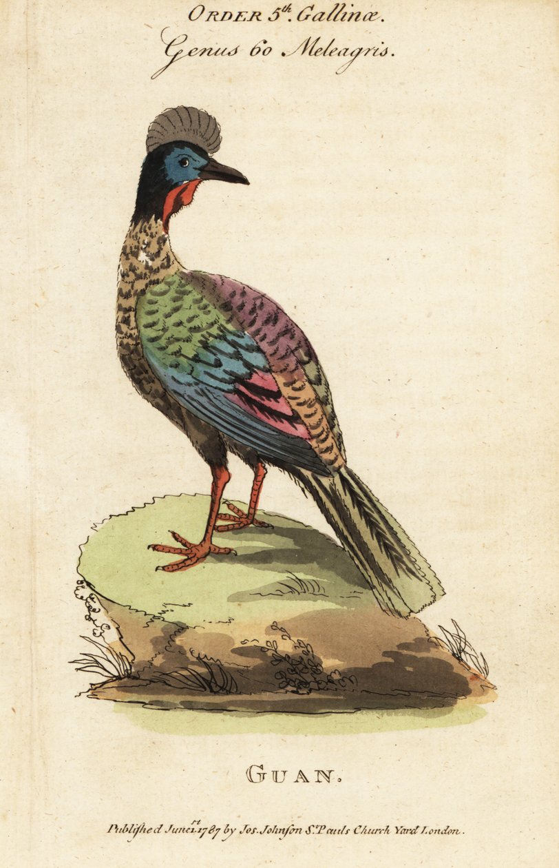 Tepeli guan, Penelope purpurascens by George (after) Edwards