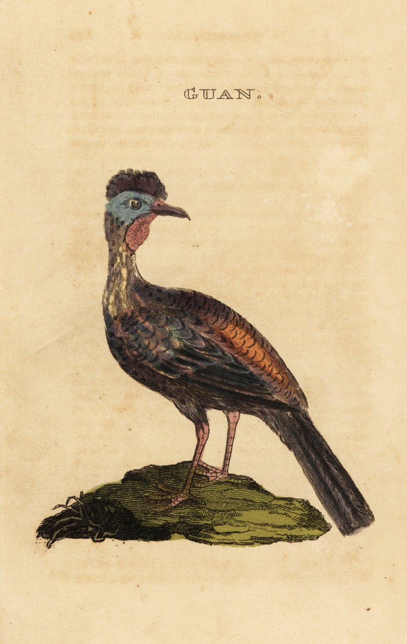 Tepeli guan, Penelope purpurascens by George (after) Edwards