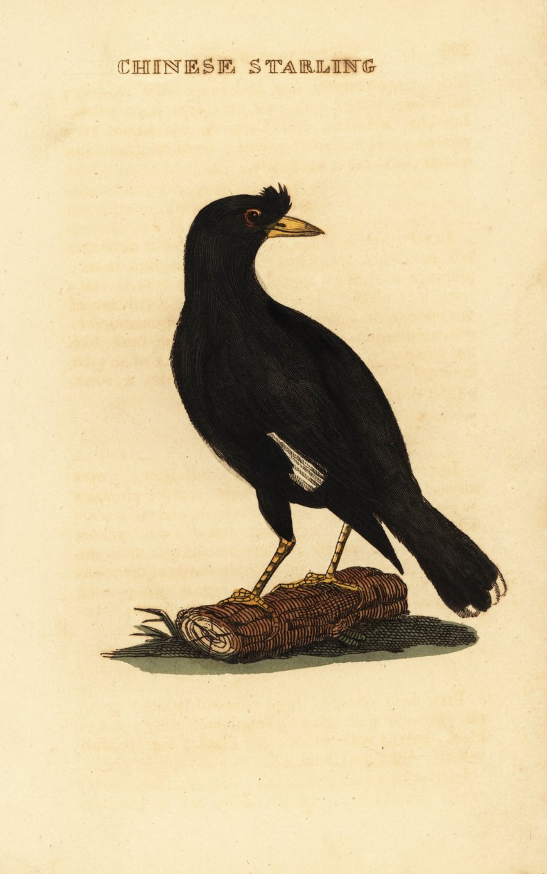 Tepeli myna, Acridotheres cristatellus by George (after) Edwards