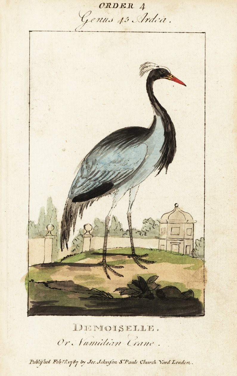 Demoiselle veya Numidian turna, Grus başak by George (after) Edwards