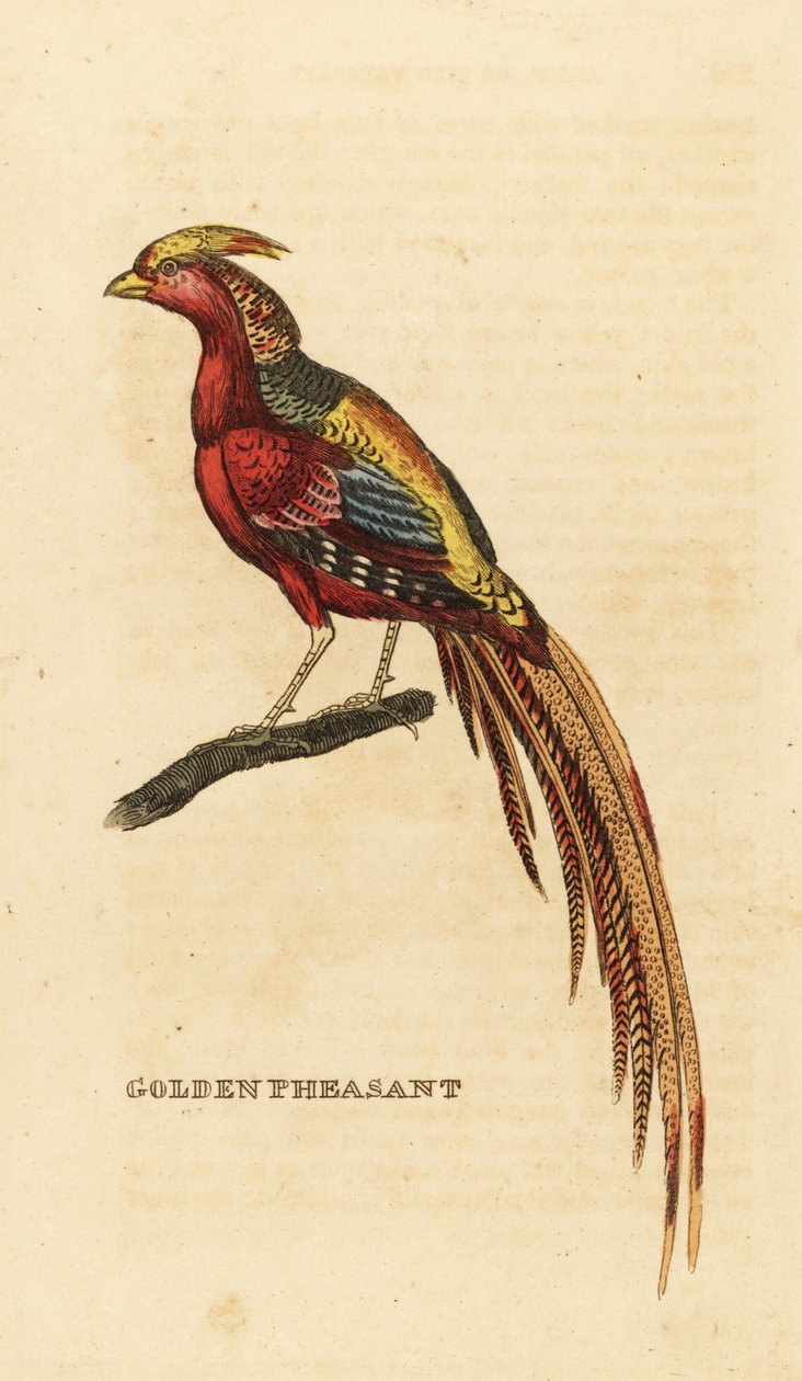 Altın sülün, Chrysolophus pictus by George (after) Edwards