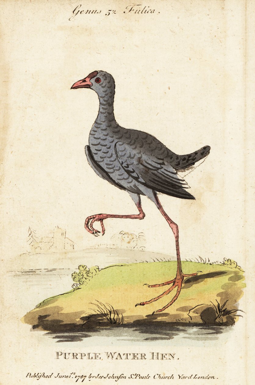 Gri başlı bataklık, Porphyrio poliocephalus by George (after) Edwards