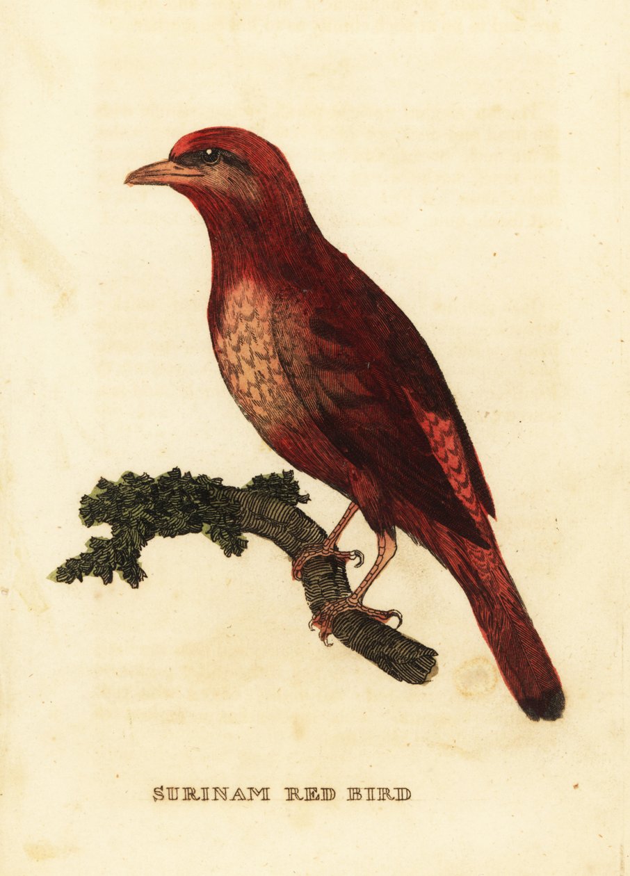 Guianan kırmızı cotinga, anka kasabı by George (after) Edwards