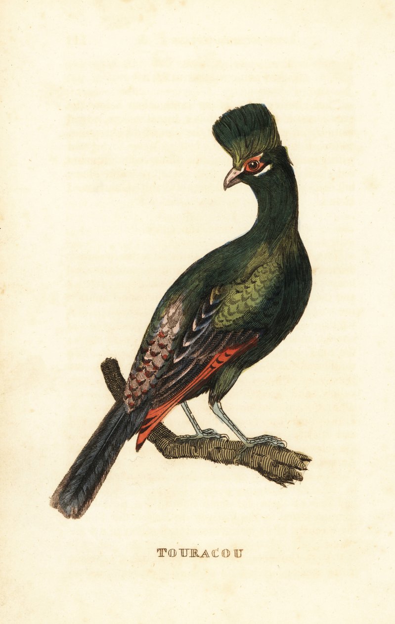 Gine turaco veya yeşil turaco, Tauraco persa by George (after) Edwards
