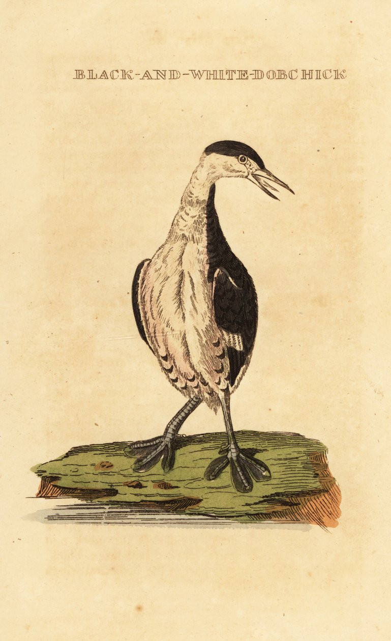 Boynuzlu batağan, genç, Podiceps auritus by George (after) Edwards