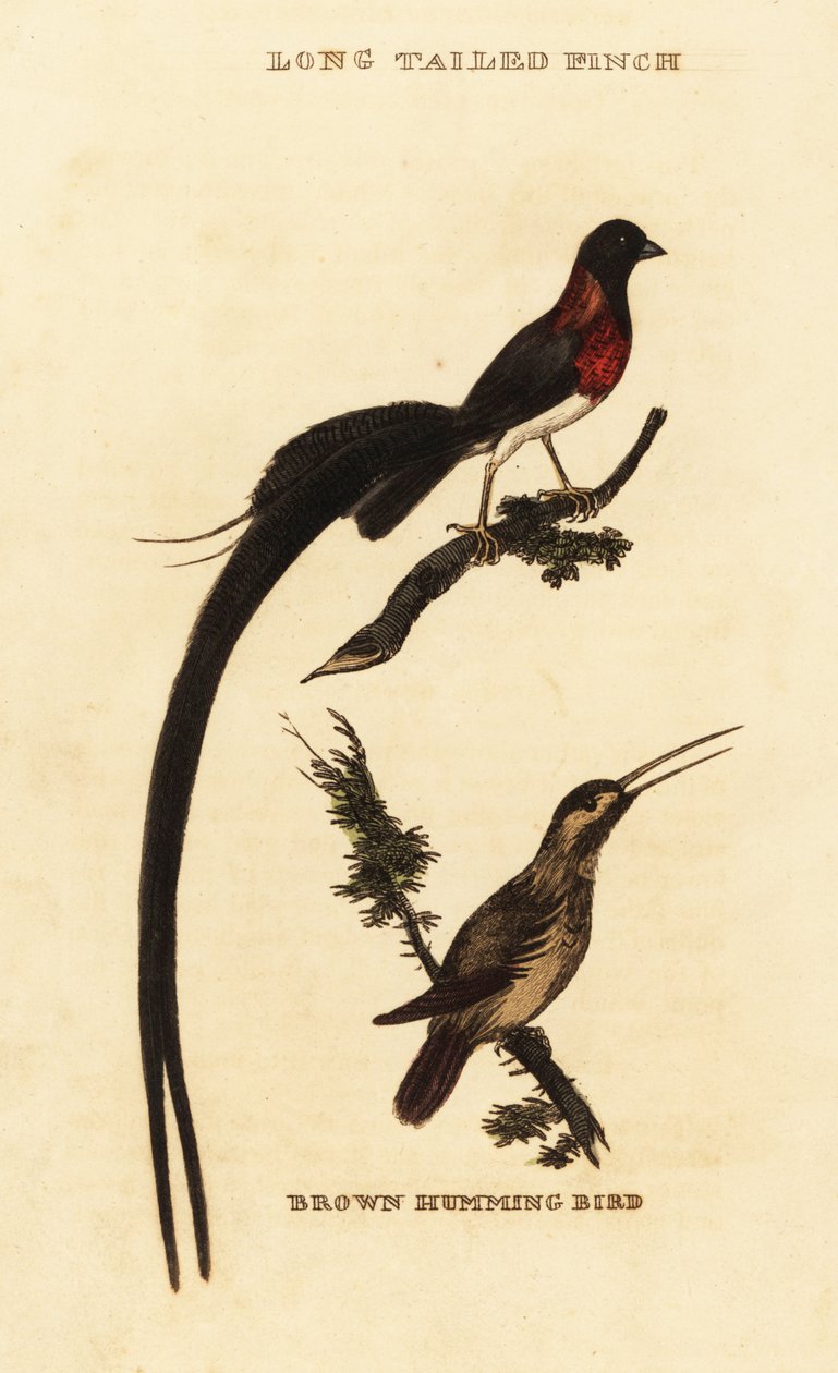 Uzun kuyruklu cennet Whydah, Vidua paradisaea ve kızıl renkli sinek kuşu, Selasphorus rufus by George (after) Edwards