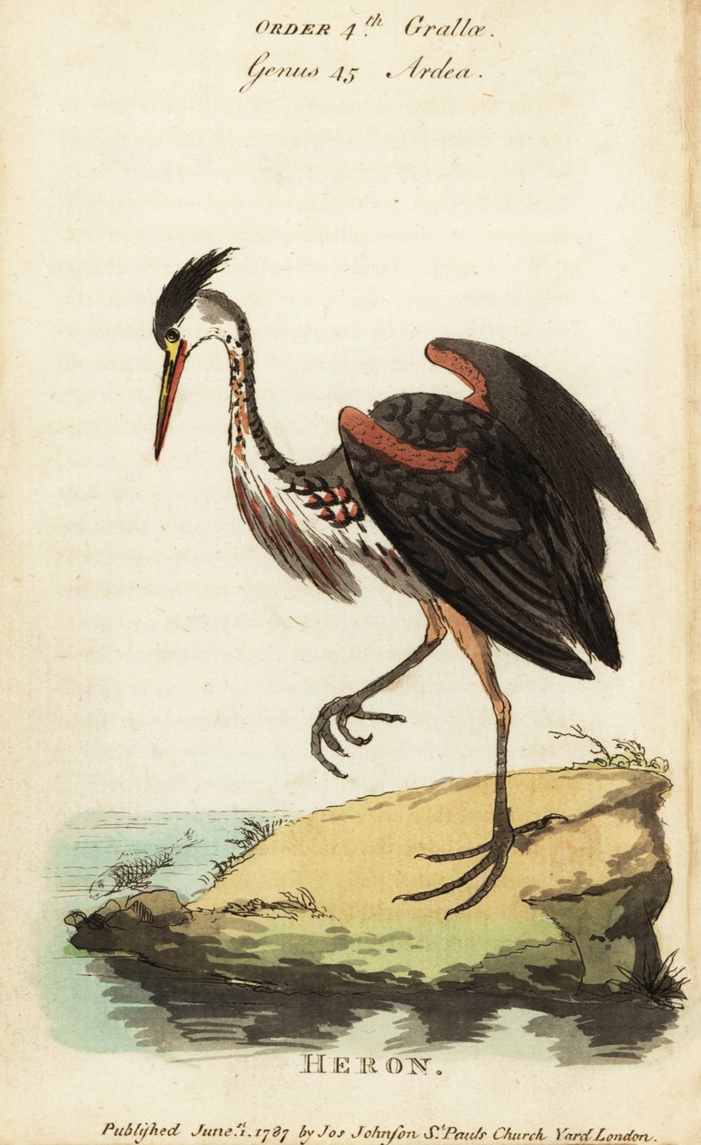 Kuzey Amerika kül renkli balıkçıl, Ardea fusca by George (after) Edwards